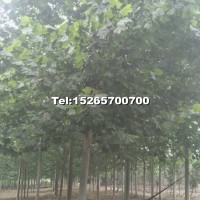 18公分法桐
