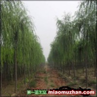 垂柳
