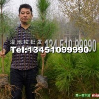 濕地松樹苗