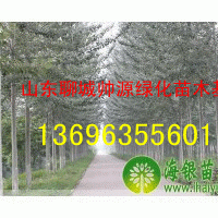 毛白楊