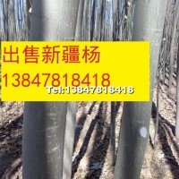 新疆楊