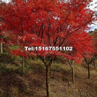 中國紅楓