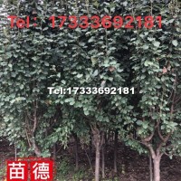 八棱海棠