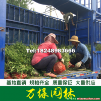迎春