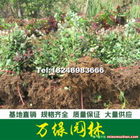 紅葉小檗