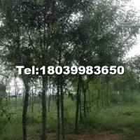 皂角樹(shù)樹(shù)苗