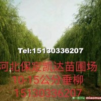 二次定桿旱柳
