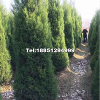 檜柏