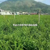 紅豆杉地徑2～3公分