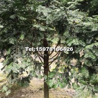米徑7～20公分的紅豆杉假植苗和靜精品盆景假植苗