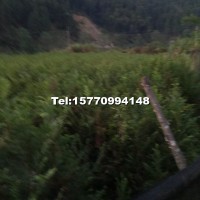 紅豆杉