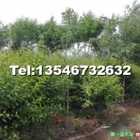 榆葉梅