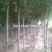 榆樹
