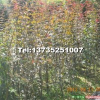 紅楓小苗