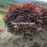 紅楓