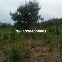 油松4米