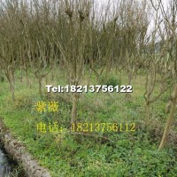 紫薇