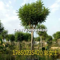 藍(lán)花楹