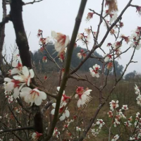 烏梅花