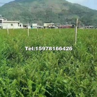 精品紅豆杉假植苗