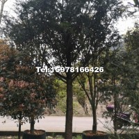 米徑7～20公分的紅豆杉假植苗和靜精品盆景假植苗
