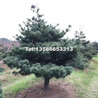 五針?biāo)?/></a>
<div><a href=