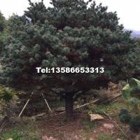 五針?biāo)?/></a>
<div><a href=