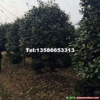 茶花