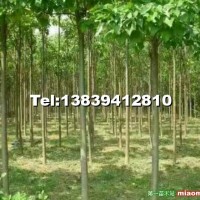 5公分楸樹