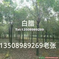 白蠟