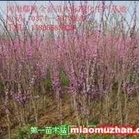 紫荊