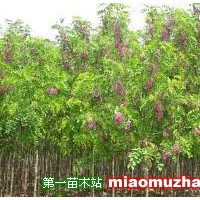 紅花槐