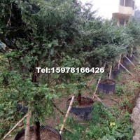 紅豆杉假植苗