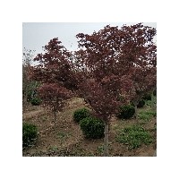 紅楓
