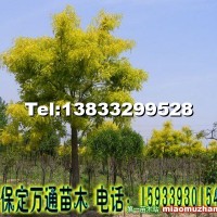 金葉榆