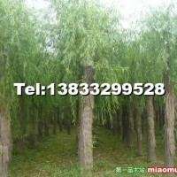 平頭垂柳