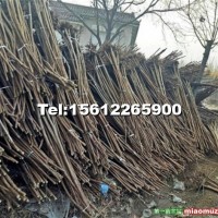 火炬樹