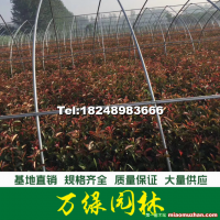 紅葉石楠