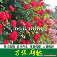 薔薇