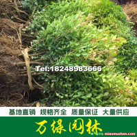 瓜子黃楊