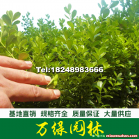 小葉黃楊