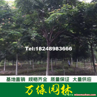欒樹