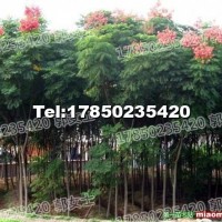 臺(tái)灣欒樹(shù) 基地直銷