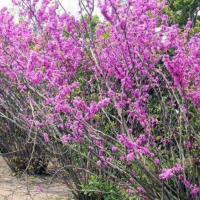 叢生紫荊