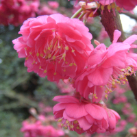 山櫻花