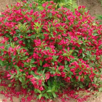 錦帶花