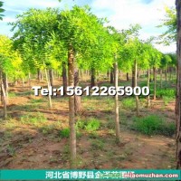5公分龍爪槐