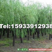 柳樹