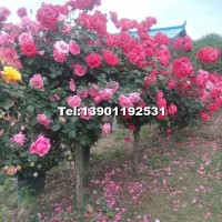 地徑3-6公分高桿月季北京大苗圃基地購(gòu)樹木市排價(jià)