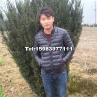 曼地亞紅豆杉
